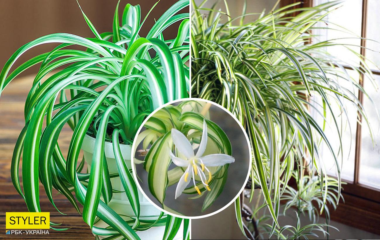 Флорист назвала ідеальну рослину для квартири, з якою впорається навіть новачок